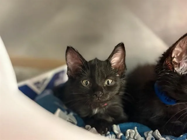 A baby small-sized female Domestic Short Hair cat named Hazel for adoption in Fort Wayne, IN