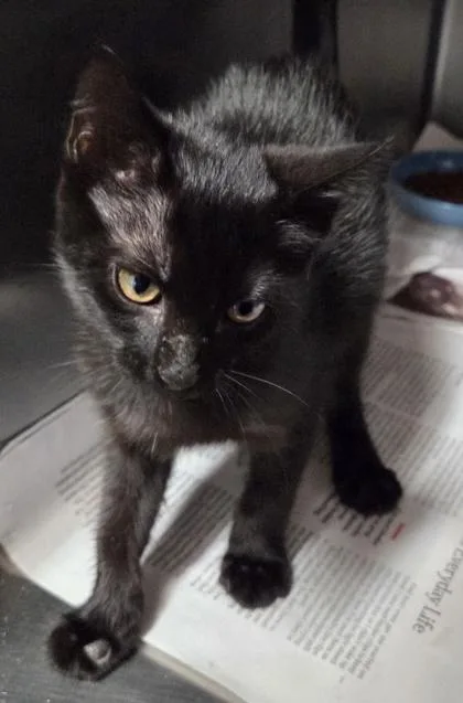 A baby small-sized female Domestic Short Hair cat named Churu for adoption in Fairhope, AL