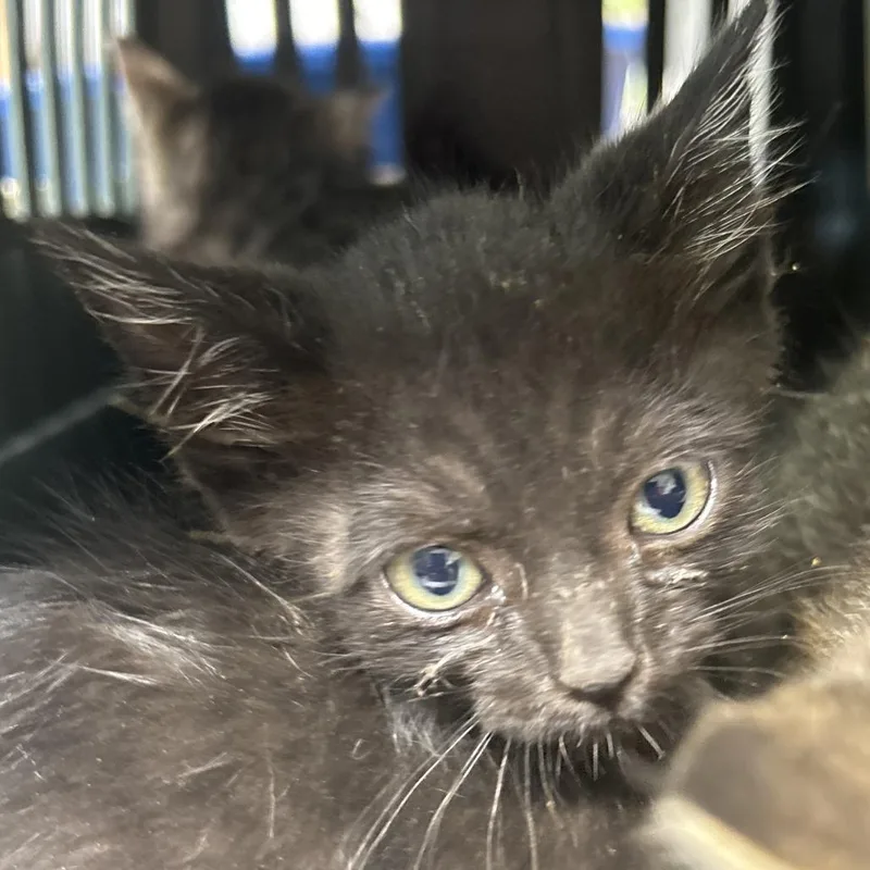 A baby small-sized male Black Domestic Short Hair cat named Braius for adoption in Leander, TX