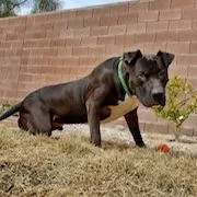A senior large-sized male Pit Bull Terrier dog named Buddy A for adoption in Las Vegas, NV