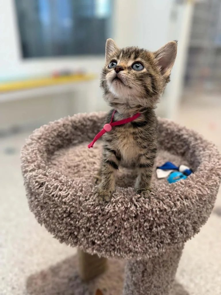 A baby small-sized female Domestic Short Hair cat named Hummus for adoption in Viroqua, WI