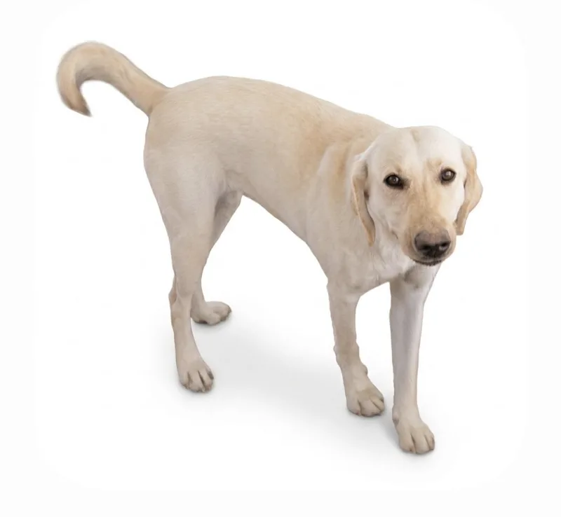 A young large-sized female Yellow / Tan / Blond / Fawn Yellow Labrador Retriever dog named Celeste for adoption