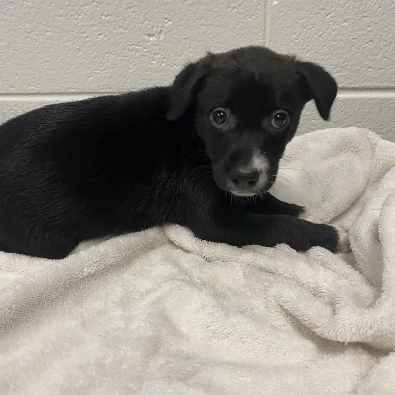 A baby small-sized female Black Mixed Breed dog named Texas Sweet for adoption in Spruce Pine, NC