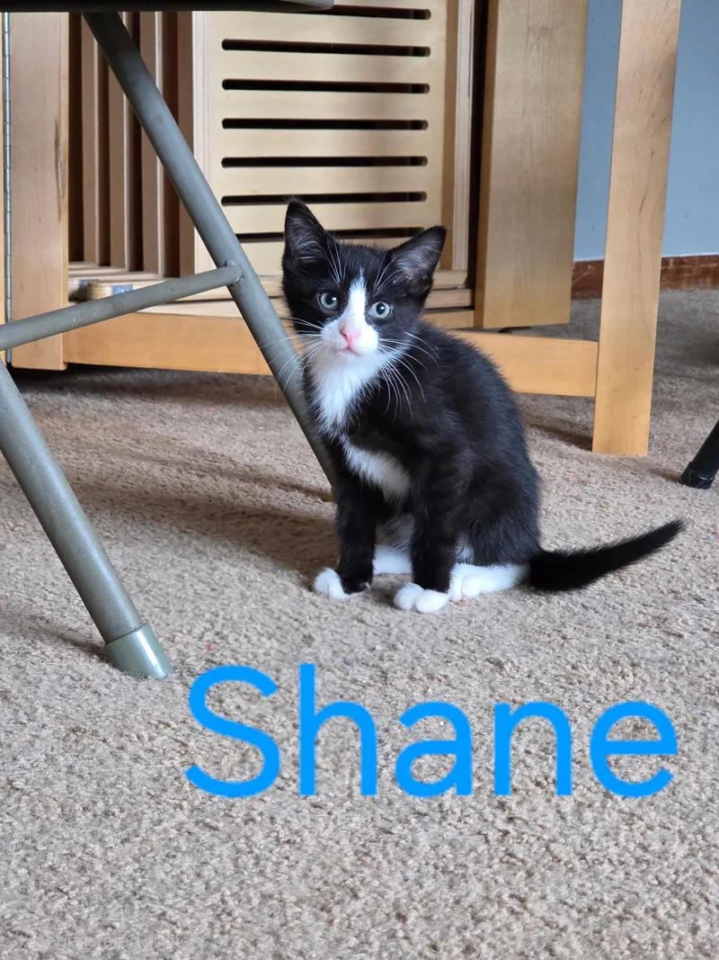 A baby medium-sized male Black & White / Tuxedo Domestic Short Hair cat named Shane for adoption in Omaha, NE