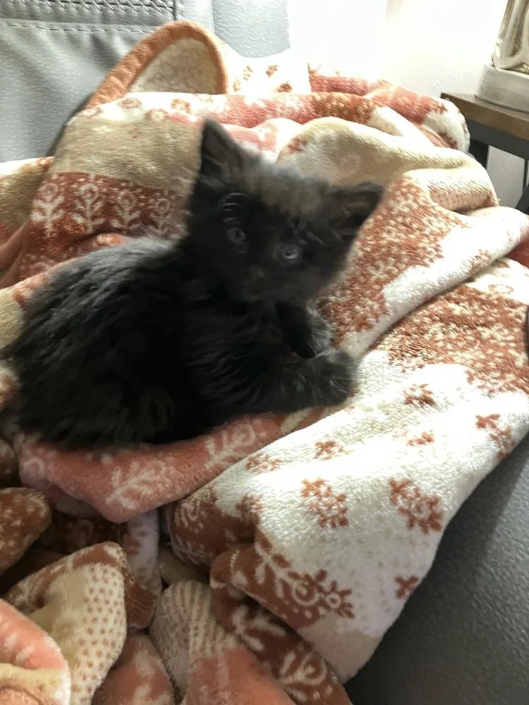 A baby medium-sized male Black Domestic Medium Hair cat named Cassian for adoption in Clinton Township, MI