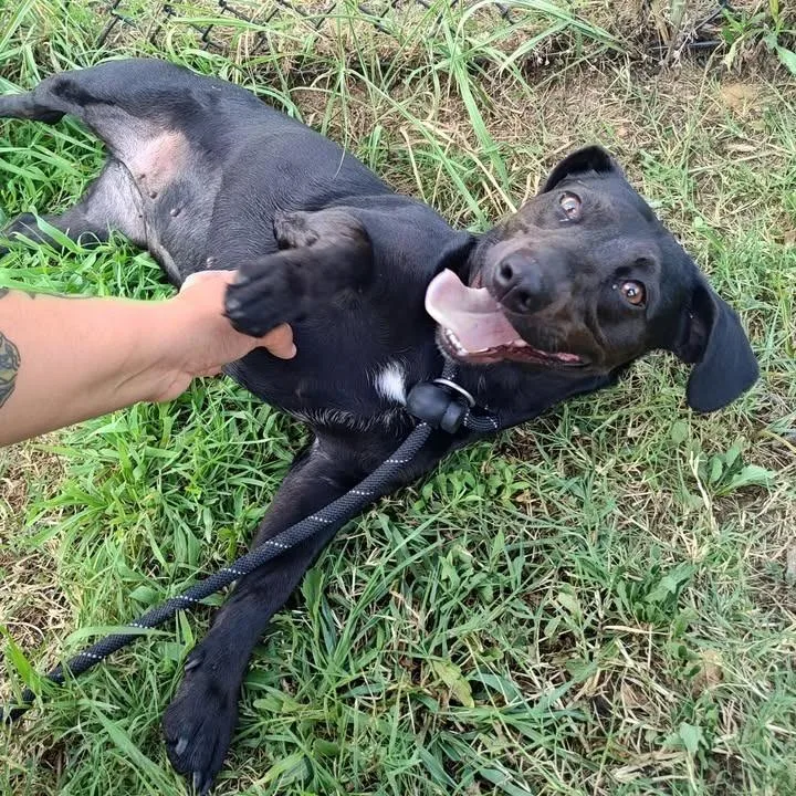 A young medium-sized female Pit Bull Terrier dog named Motorola for adoption in Springdale, AR