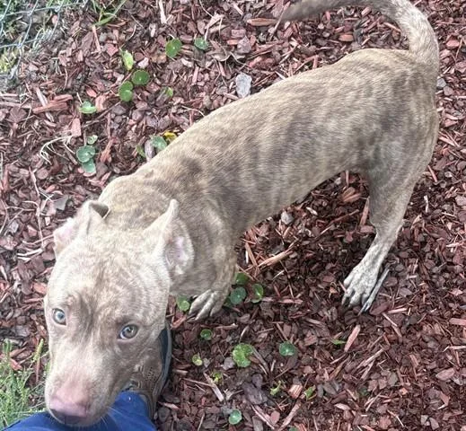 A young small-sized male Pit Bull Terrier dog named Brookie for adoption in Panama City, FL