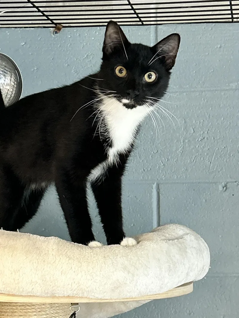 A young medium-sized male Black & White / Tuxedo Domestic Short Hair cat named Pepper for adoption in Sudbury, MA