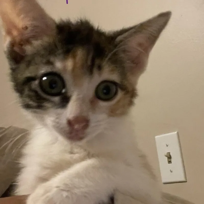 A baby small-sized female Calico Domestic Short Hair cat named Hermonie for adoption in Bel Air, MD