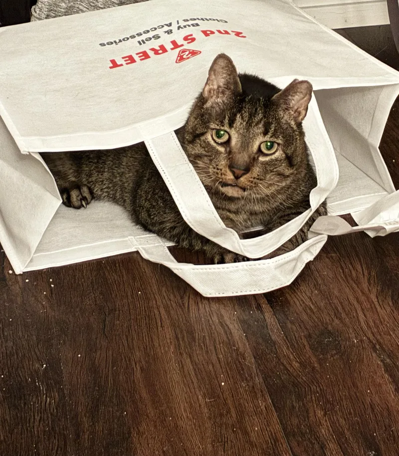 A senior medium-sized male Tabby (Brown / Chocolate) Domestic Short Hair cat named Barre Hoopes for adoption in Philadelphia, PA