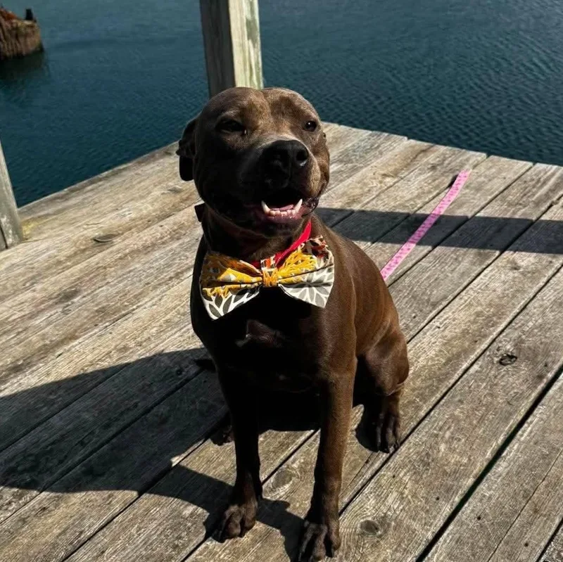 A young medium-sized female Mixed Breed dog named Rio for adoption in Northwood, NH