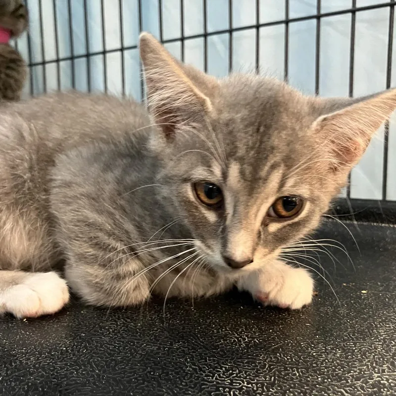 A baby small-sized male Gray / Blue / Silver Domestic Short Hair cat named Hendrix for adoption in Lakeland, FL