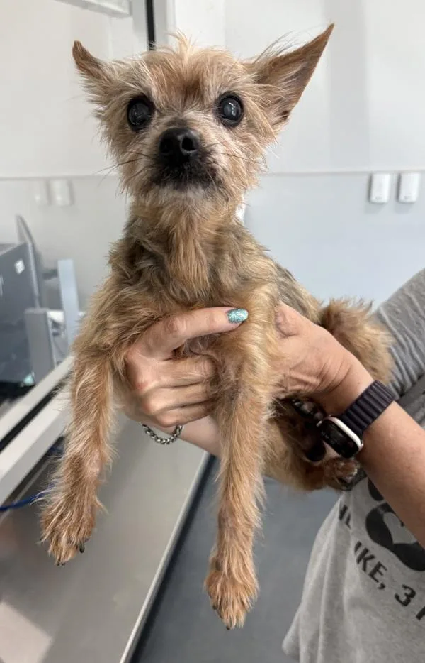 A senior small-sized male Yorkshire Terrier dog named Pen for adoption in Lawrenceville, GA