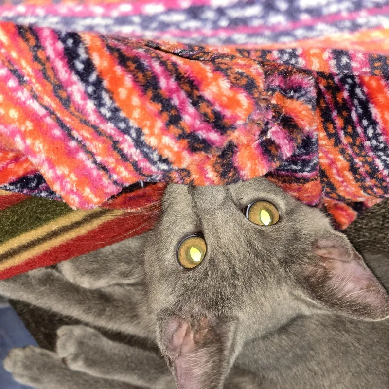 A baby medium-sized female Gray / Blue / Silver Domestic Short Hair cat named Nova for adoption in West Jefferson, OH