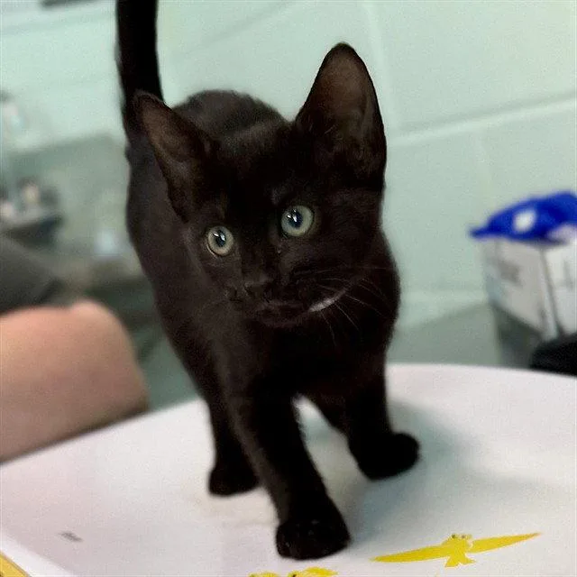 A baby small-sized female Domestic Short Hair cat named Jill for adoption in Tavares, FL