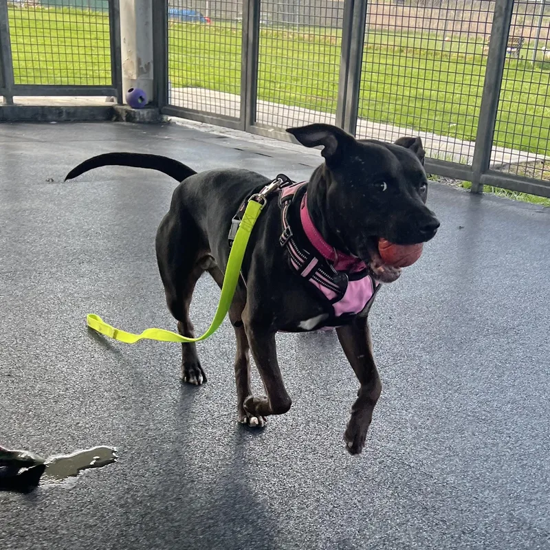 An adult medium-sized female Brown / Chocolate Mixed Breed dog named Casserole for adoption in Ithaca, NY