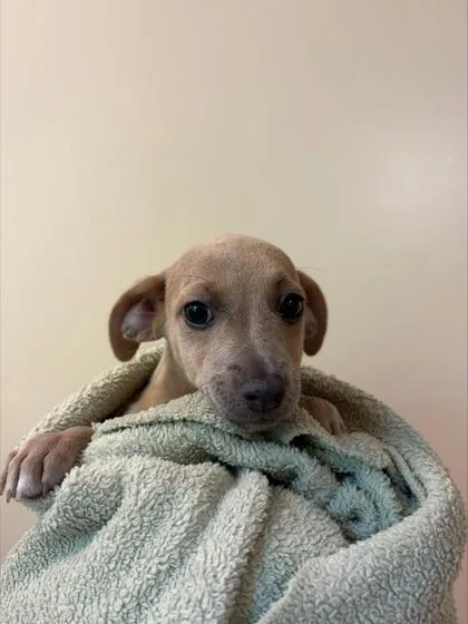 A baby small-sized female Mixed Breed dog named Lola for adoption in Honolulu, HI