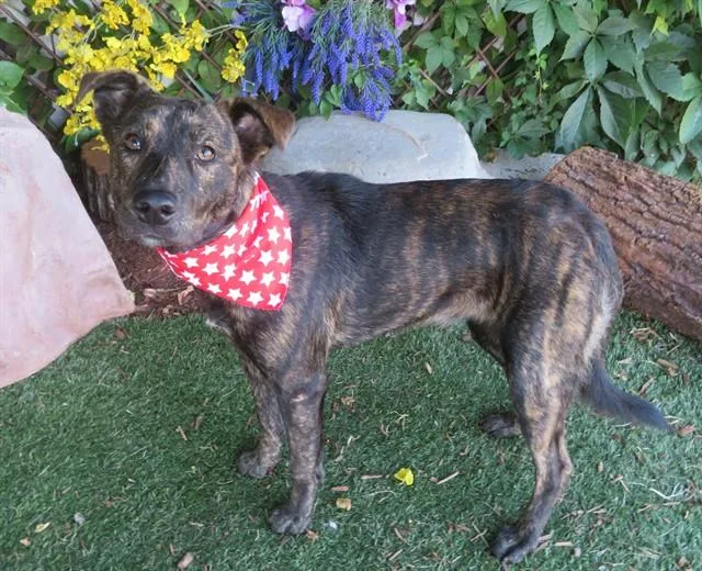 A young medium-sized female Australian Cattle Dog / Blue Heeler dog named Jojo for adoption in Oklahoma City, OK