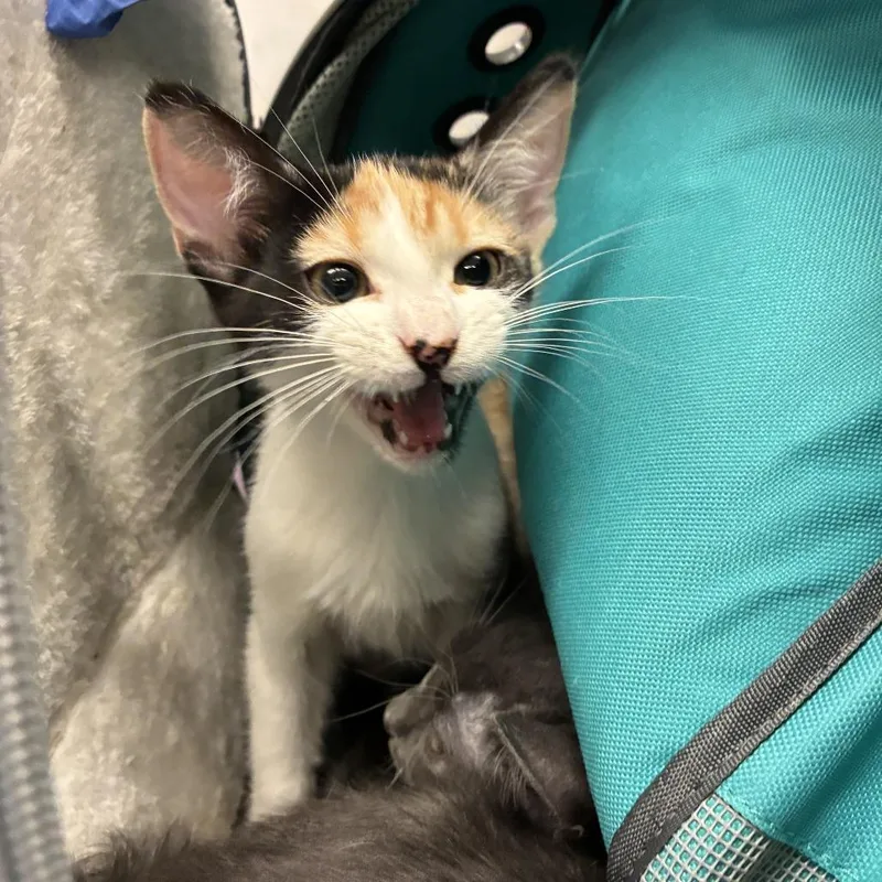 A baby small-sized female Calico Domestic Short Hair cat named Sweet N Sour for adoption in Los Angeles, CA