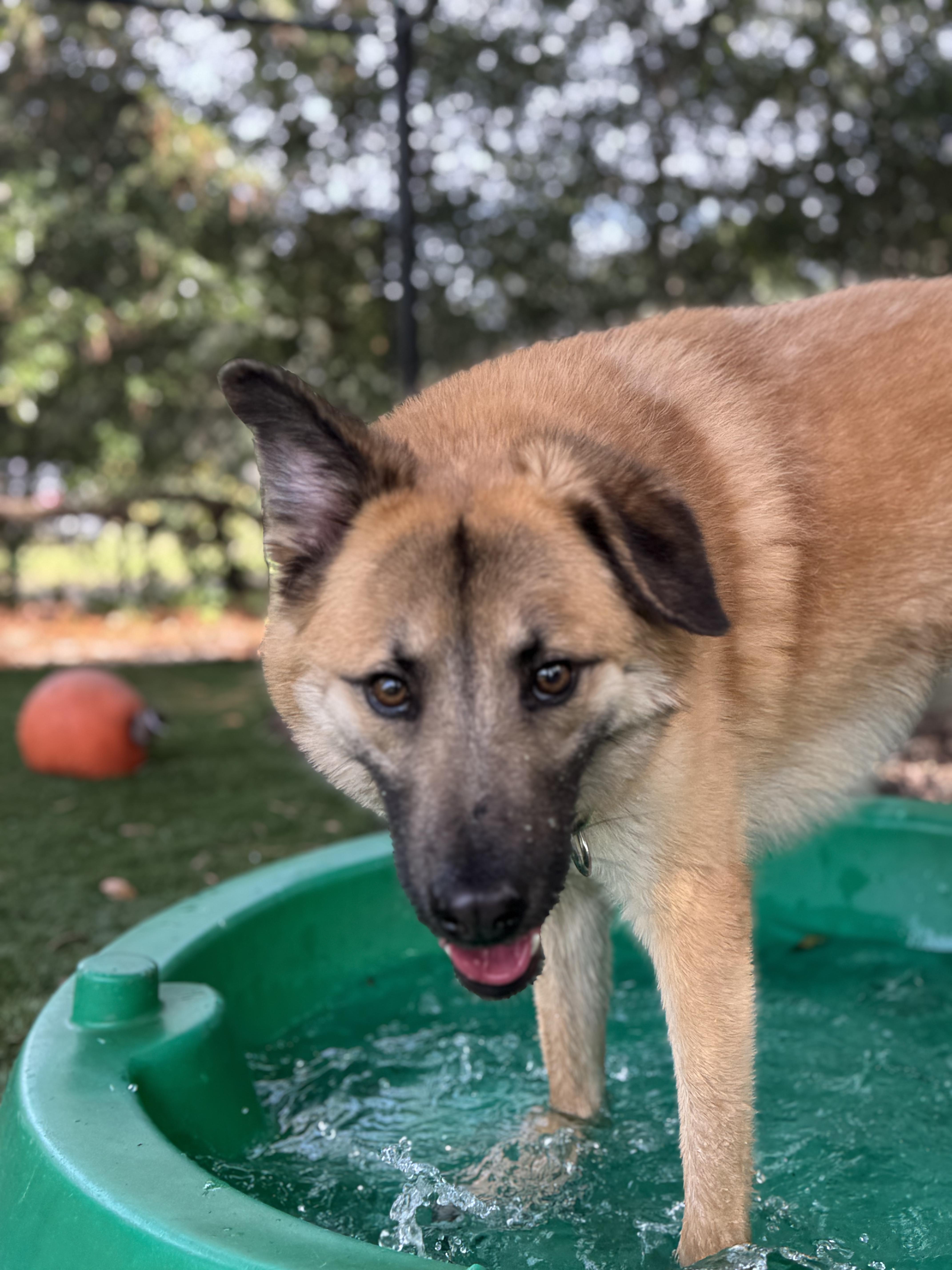 An adult medium-sized male Apricot / Beige Shepherd dog named Rivas for adoption in Pawleys Island, SC