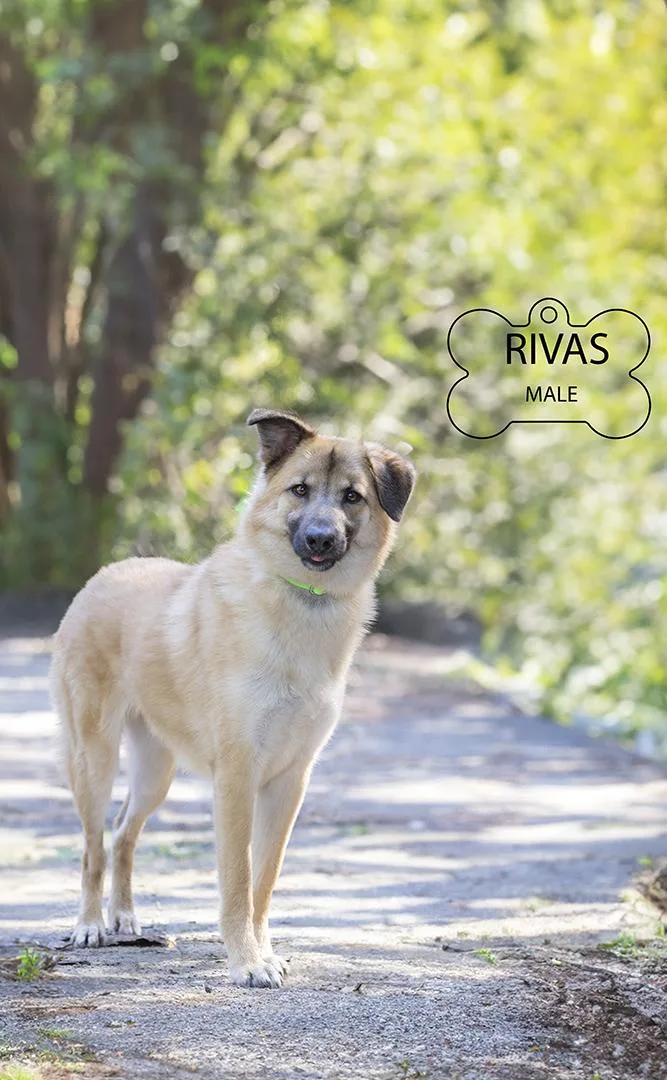 Rivas thumbnail 5