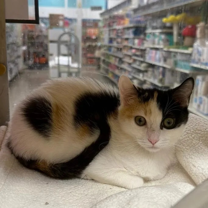 A baby small-sized female Calico Domestic Short Hair cat named Mild Spice for adoption in Los Angeles, CA