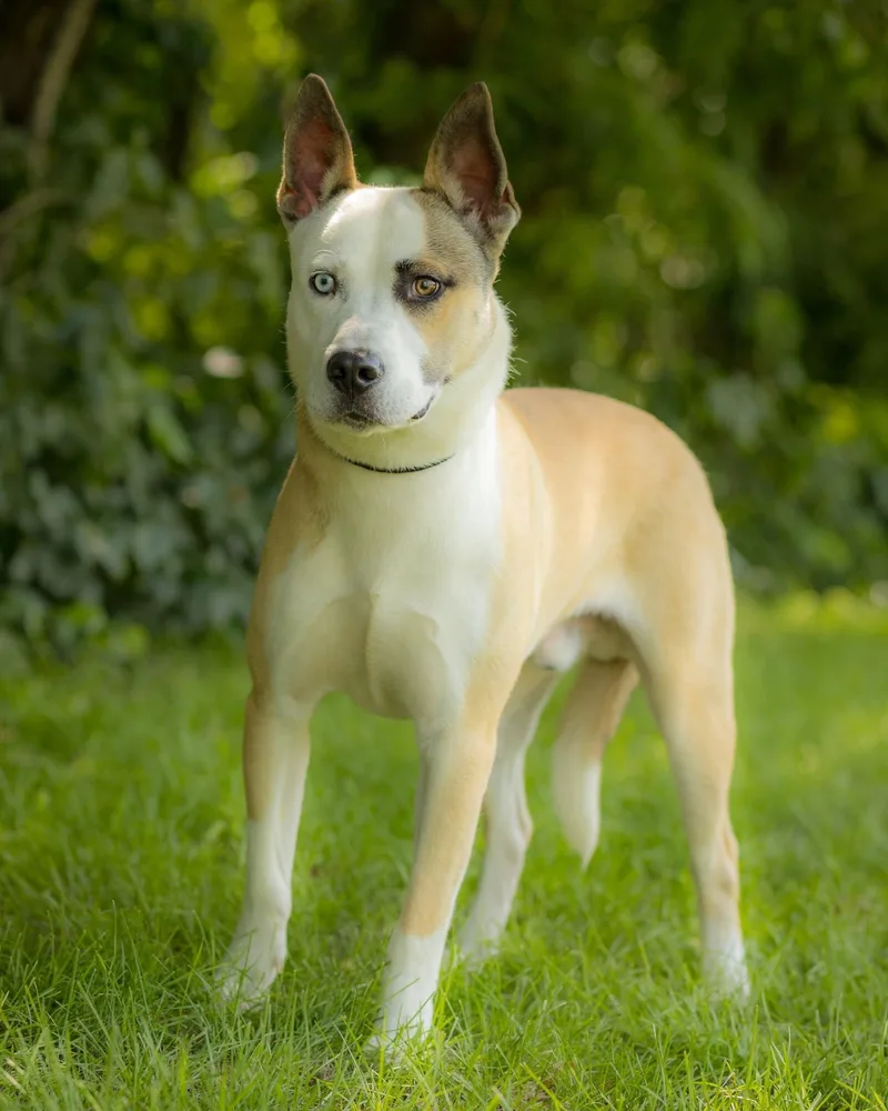 A young large-sized male Apricot / Beige Husky dog named Aries for adoption in Bridgeport, CT