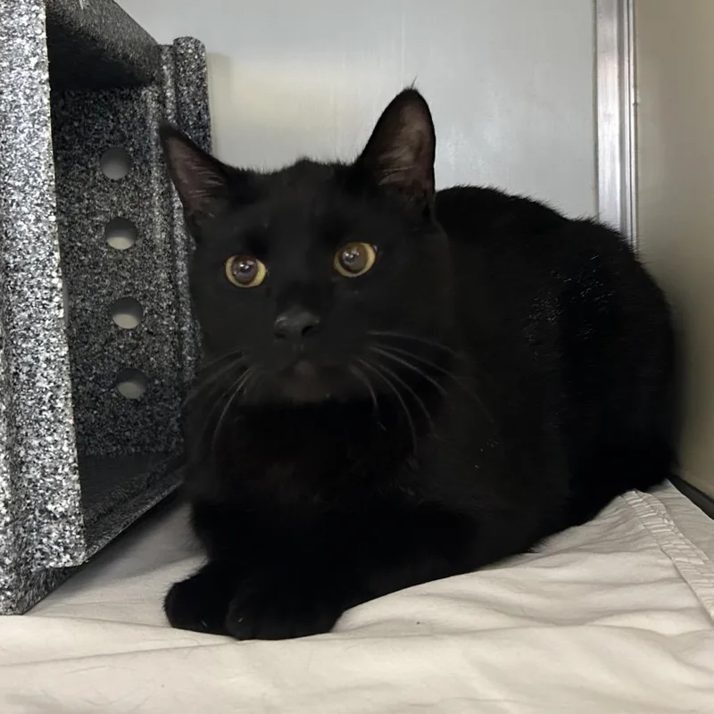 An adult large-sized male Black Domestic Short Hair cat named Scooby Doo for adoption in Birdsboro, PA
