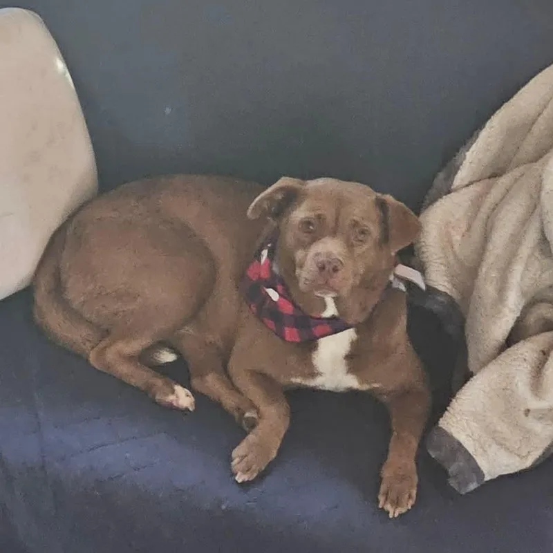 An adult medium-sized female Brown / Chocolate Pit Bull Terrier dog named Mama for adoption in Kennebunk , ME