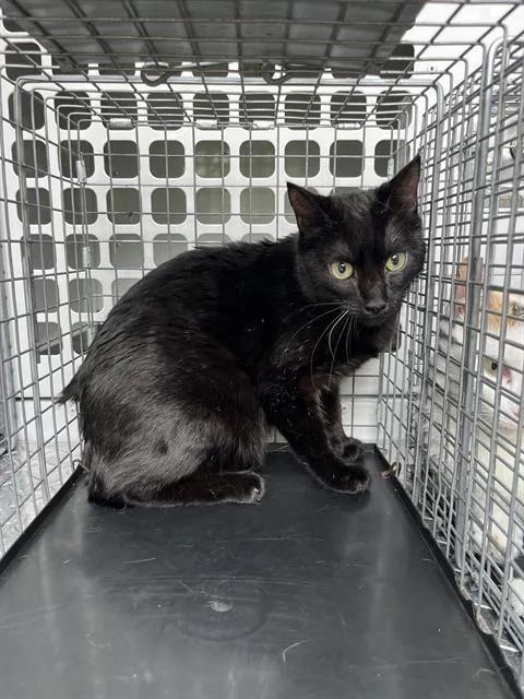 A young small-sized female Domestic Short Hair cat named Raven for adoption in Palmetto, FL