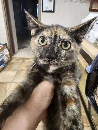 A baby small-sized female Domestic Short Hair cat named Bella $ for adoption in Seneca, SC