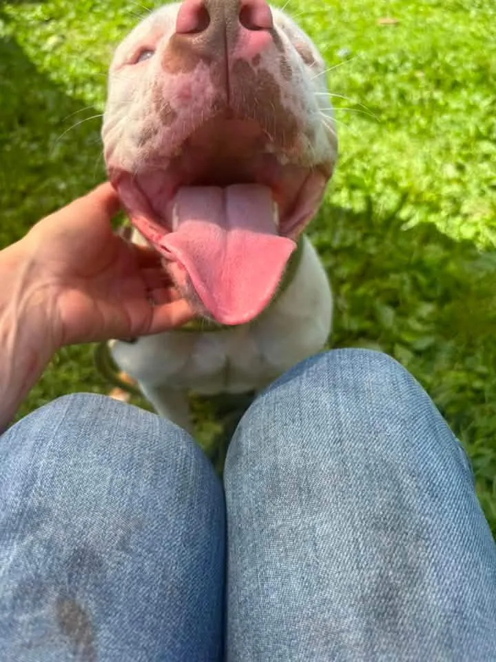 An adult medium-sized female White / Cream Pit Bull Terrier dog named Jennie for adoption in Chicago, IL