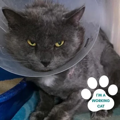 An adult large-sized male Gray / Blue / Silver Domestic Medium Hair cat named Dr Scholls for adoption in Dubuque, IA