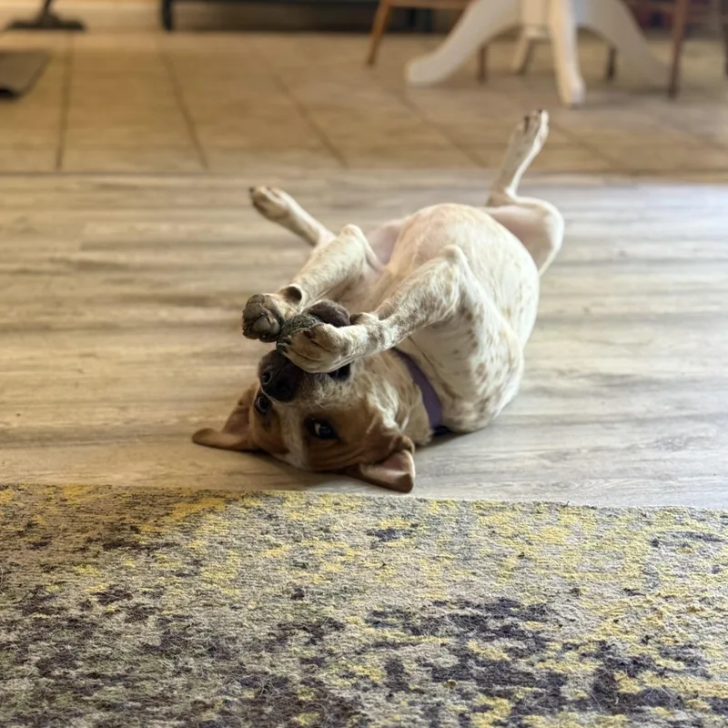A young medium-sized male Cattle Dog dog named Pinto for adoption in Pflugerville, TX