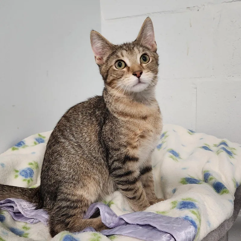 A young medium-sized male Domestic Short Hair cat named Bert for adoption in Greenfield, IN