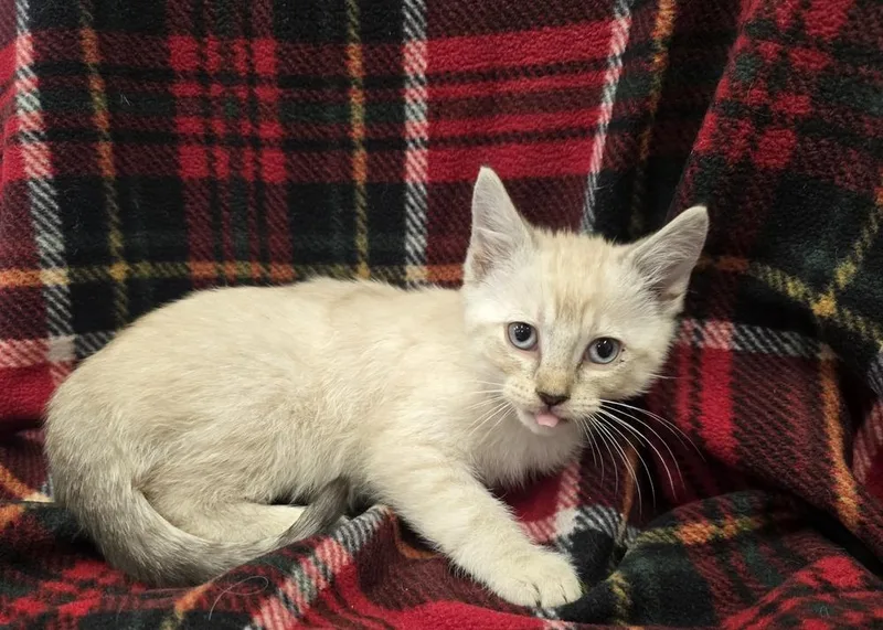 A baby small-sized female Siamese cat named Tiana for adoption in Dickson, TN
