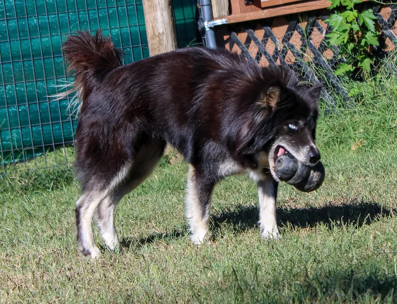 An adult medium-sized female Siberian Husky dog named April for adoption in Neosho, MO