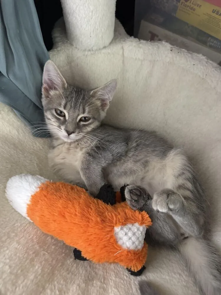 A baby small-sized female Gray & White Domestic Short Hair cat named Frittata for adoption in Plymouth, MN