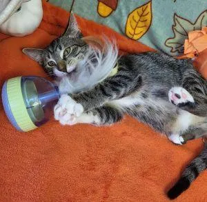A young medium-sized female Domestic Short Hair cat named Cheyenne for adoption in Bucyrus, OH
