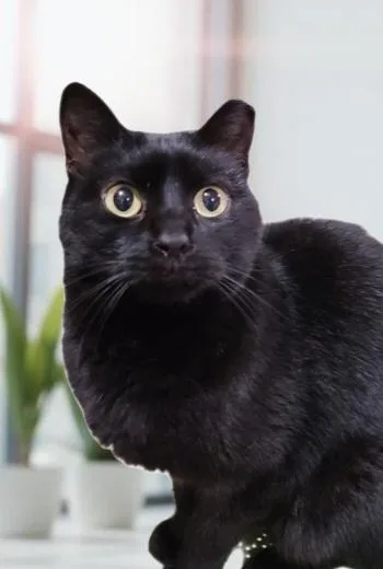 Milkdud >>the Rice Lake