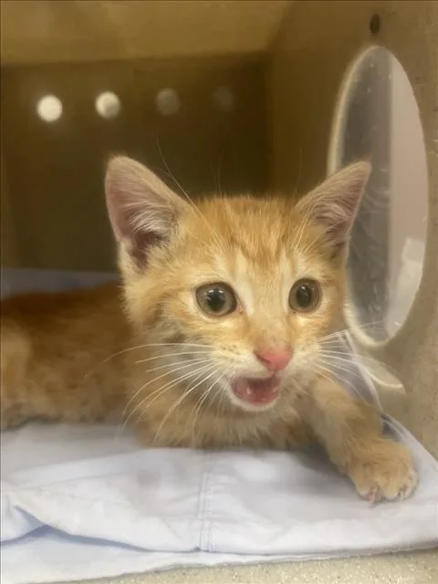 A baby small-sized female Domestic Short Hair cat named Markita for adoption in Derwood, MD