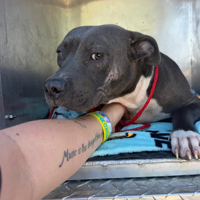 A young medium-sized female Gray / Blue / Silver Pit Bull Terrier dog named MollyFox for adoption in Greensboro, NC
