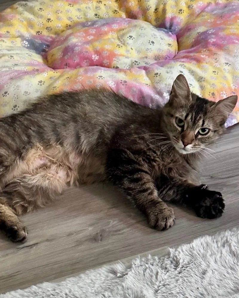 An adult medium-sized female Tabby (Brown / Chocolate) Domestic Long Hair cat named Hannah And Coco for adoption in Bellmawr, NJ