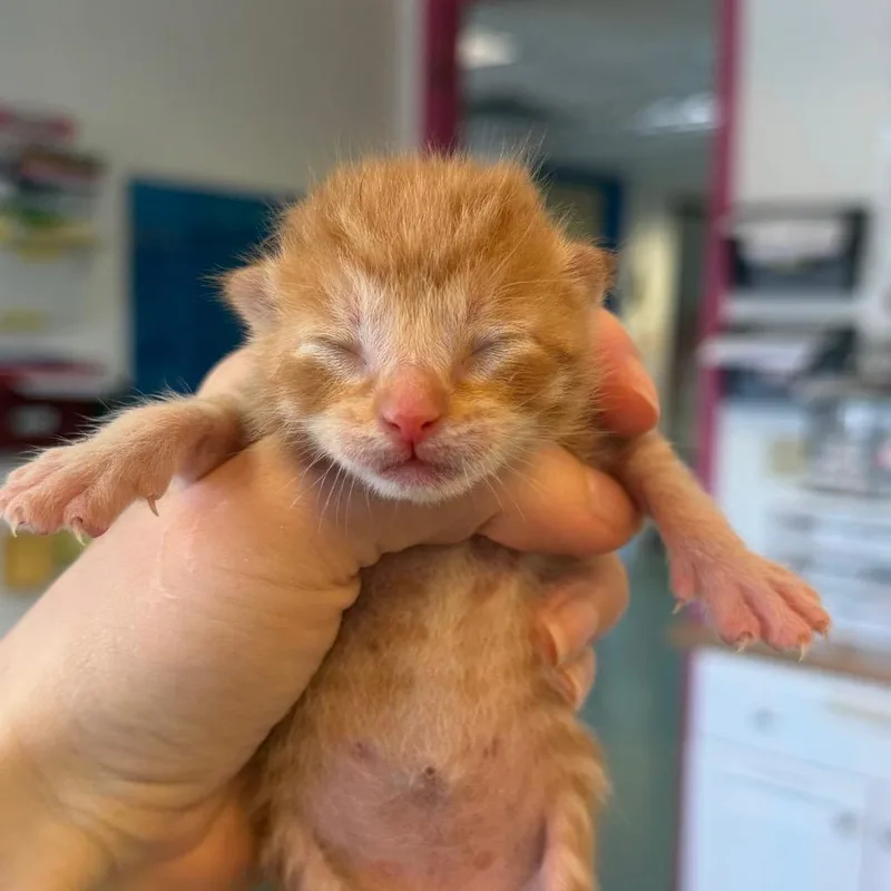 A baby small-sized male Orange / Red Domestic Short Hair cat named Valero for adoption in Austin, TX