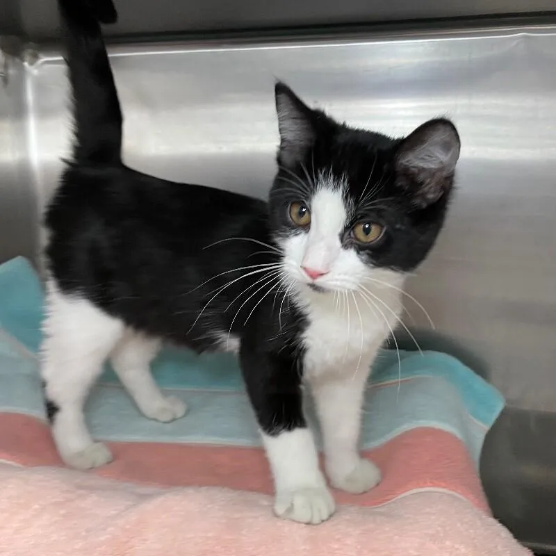 A young medium-sized male Domestic Short Hair cat named Moxxie for adoption in Roanoke, VA