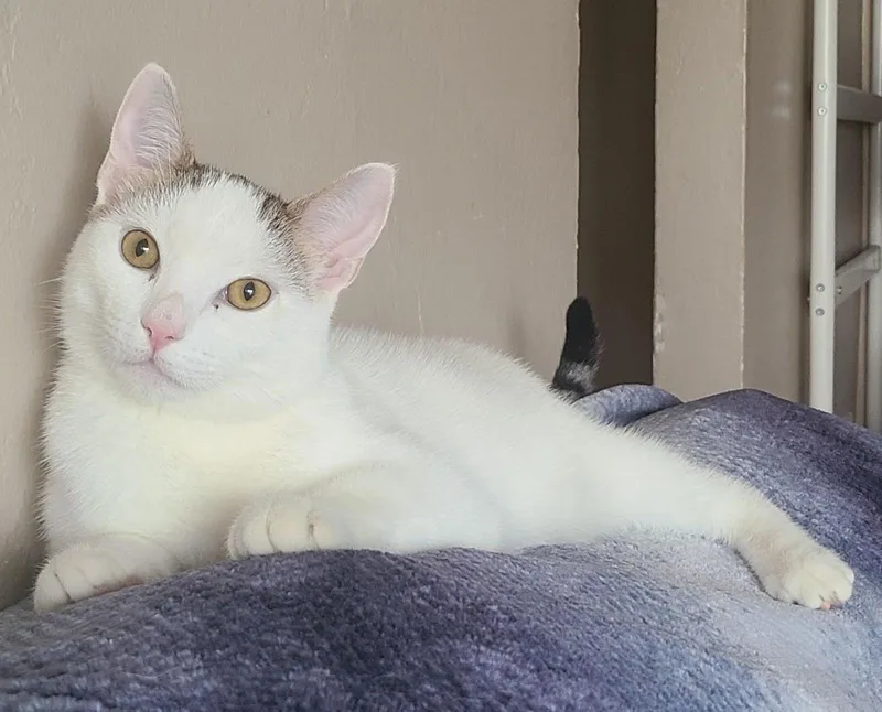 A young medium-sized male Domestic Short Hair cat named Tweety for adoption in Woodland, CA