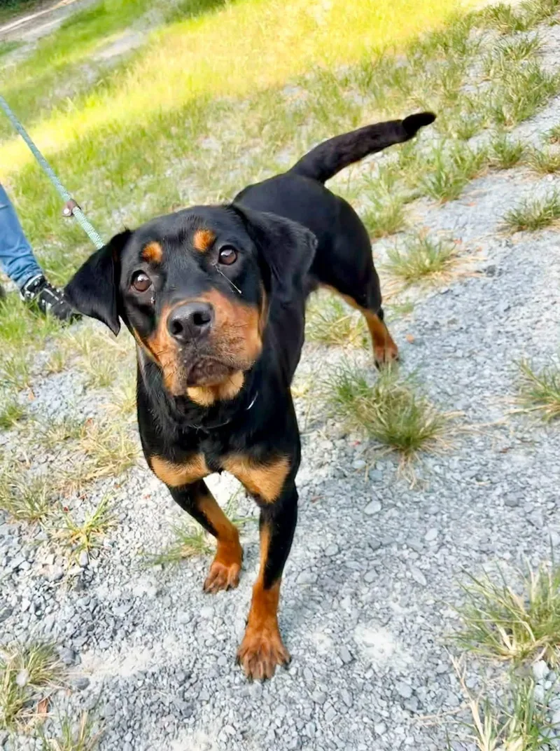 An adult medium-sized female Rottweiler dog named Princess for adoption in Elizabethtown, NC