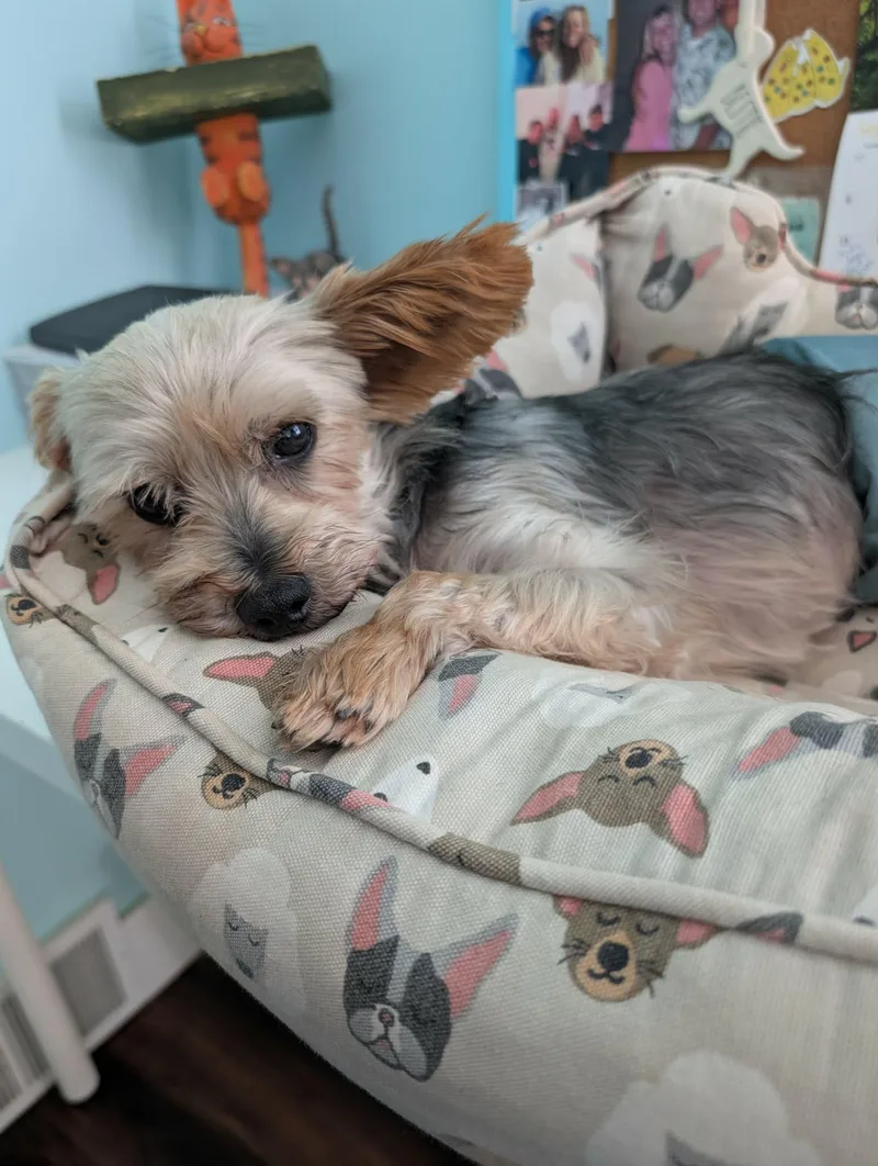 An adult small-sized male Yorkshire Terrier dog named Alvin for adoption in Colmar, PA