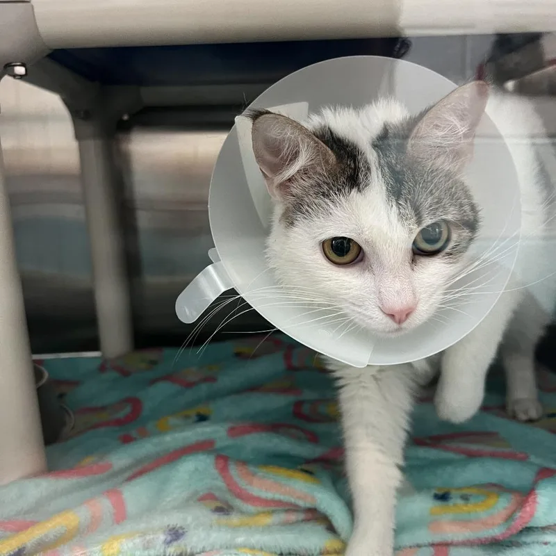 A young medium-sized male White Domestic Short Hair cat named Bud for adoption in Philadelphia, PA