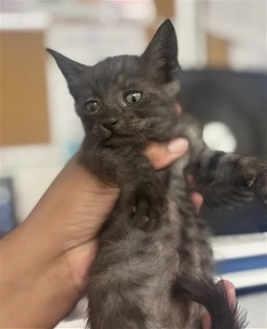 A baby small-sized female Domestic Short Hair cat named Angel for adoption in San Bernardino, CA